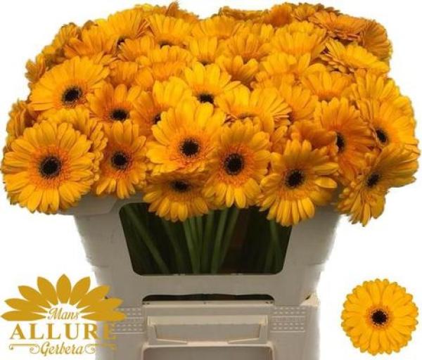 Vollsortiment Gerbera BONDI BEACH - 1 Stiel